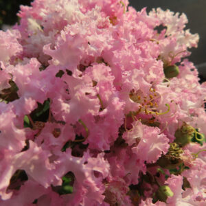 枝先で、サルスベリの花姿を大きく捉えた写真。花びらの色の濃淡が伝わります。