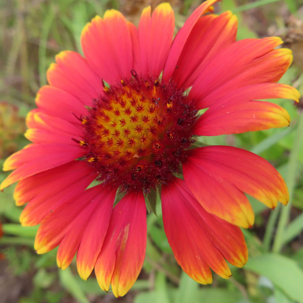 正面から捉えたガイラルディアの開花写真。赤橙色の花びらの先が黄色く染まり、中心から放射状に広がる