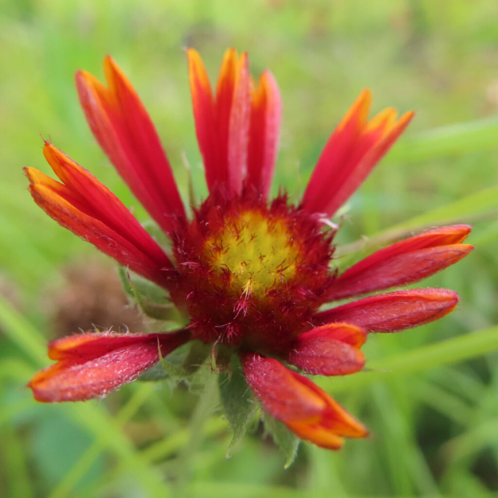 細い赤橙色の花びらが立ち上がるガイラルディアの半開きの花を横から捉えた写真