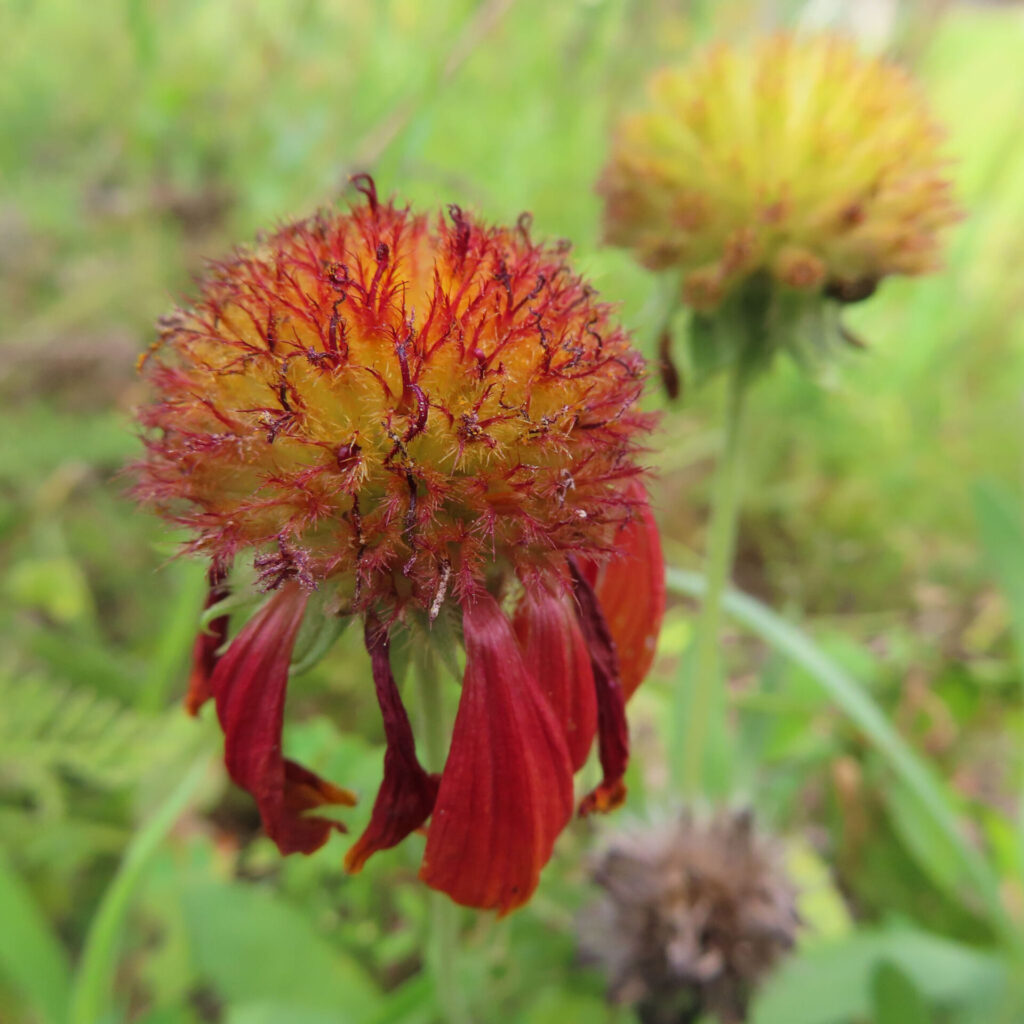 花びらを落としたあとに丸いポンポン状の花後が残るガイラルディアを接写した写真