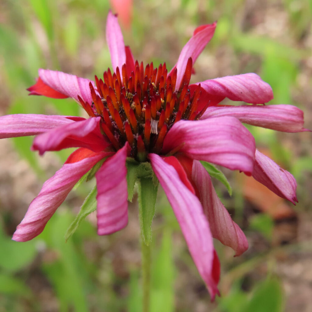 深いピンクの花びらと橙色の円すい形の中心部が鮮やかなエキナセアの接写写真