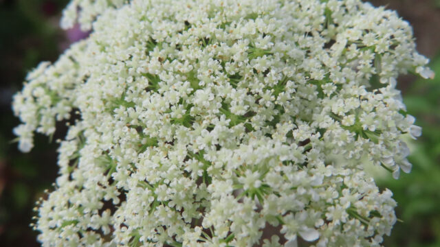 小さな白い花が密に集まり、ふんわりしたレース状の花序をつくるレースフラワーの接写写真