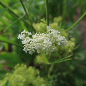 細かな白い小花が丸く集まったレースフラワーの小さな花序を撮影した写真
