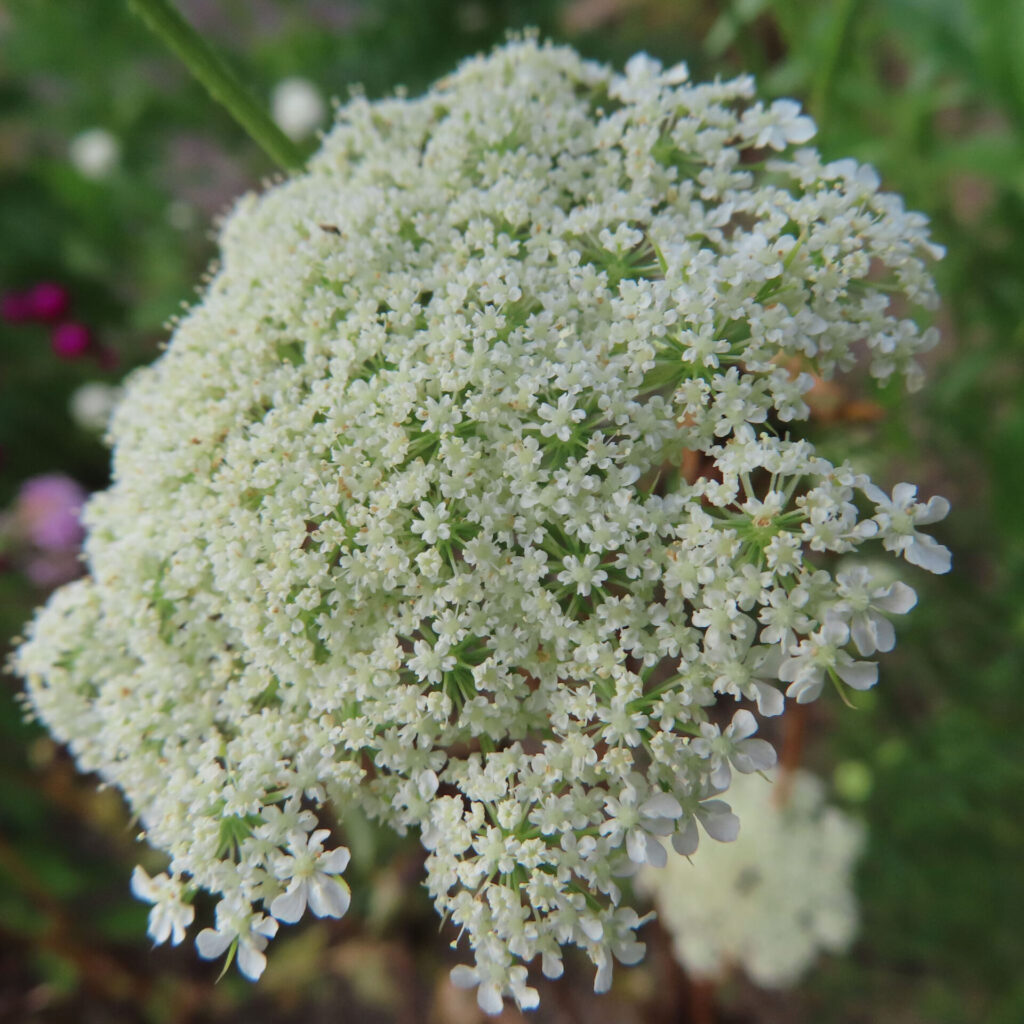 開いた白い小花と緑色のつぼみが重なるレースフラワーの花序を接写した写真