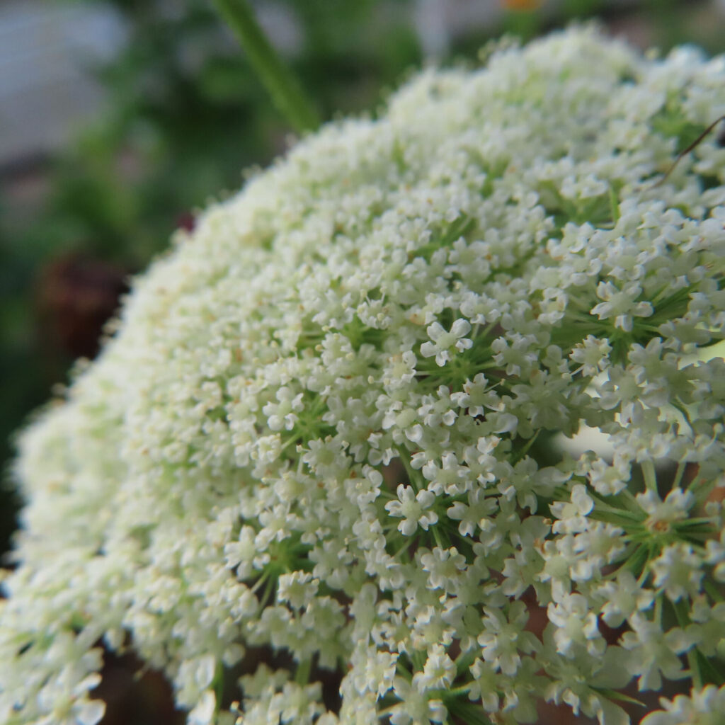 多数の白い小花が面をつくるレースフラワーの満開の花序を大きく撮影した写真