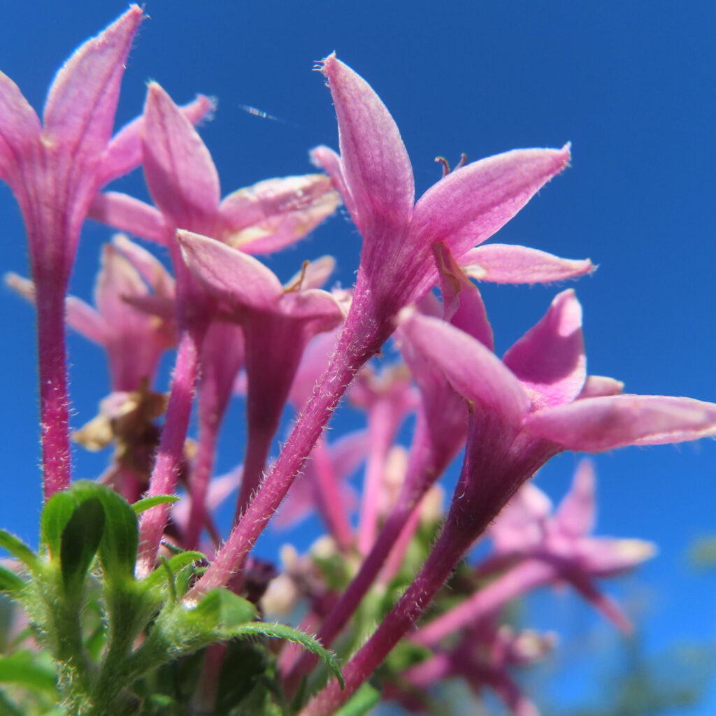 青空を背景にペンタスの花房を下から見上げ、細長いピンク色の花筒と先端の星形花が見える写真