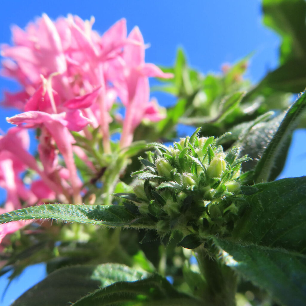手前に淡い緑色の若いつぼみ、奥にぼけたピンク色の星形花が見え、青空が広がるペンタスの写真