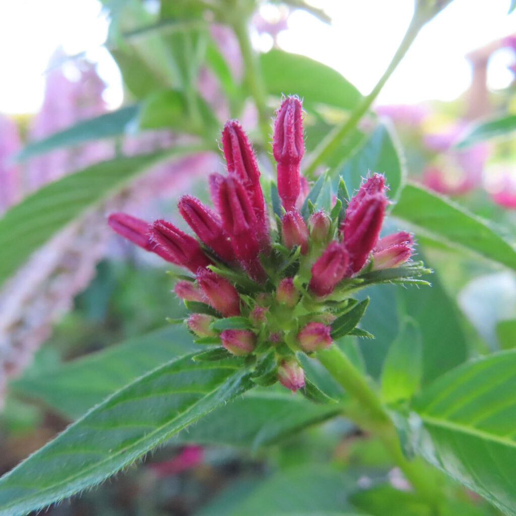 濃い赤紫色に伸びたつぼみと淡い小さなつぼみが一つの花房に並び、明るい背景に浮かぶペンタスの写真
