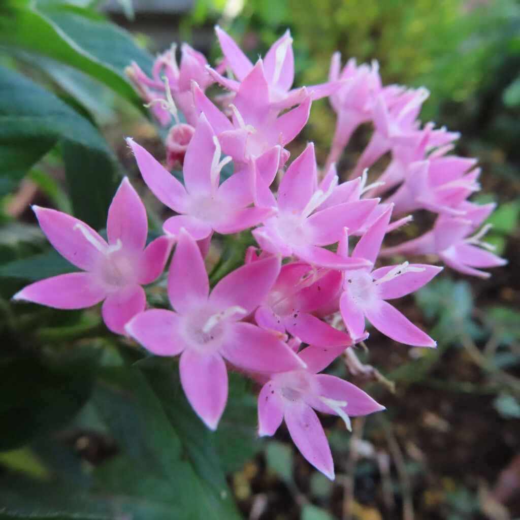 淡いピンク色の五裂した星形花が大きな花房いっぱいに広がり、白い中心部が点在するペンタスの写真