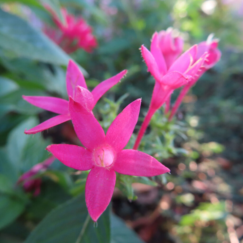 濃い桃色の五裂した星形花を近くから写し、白い中心部と背後に重なる花が見えるペンタスの接写