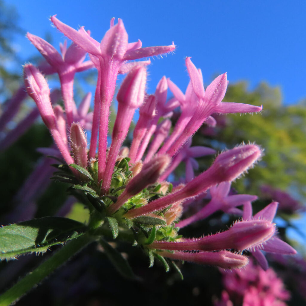 青空を背景にペンタスの花房を下から写し、淡いピンク色の長い花筒、開いた星形花、未開花のつぼみが見える写真