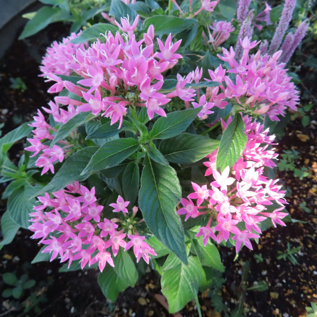 淡いピンク色のペンタスの花房が緑の葉の上に複数咲き、株全体の広がりが見える写真