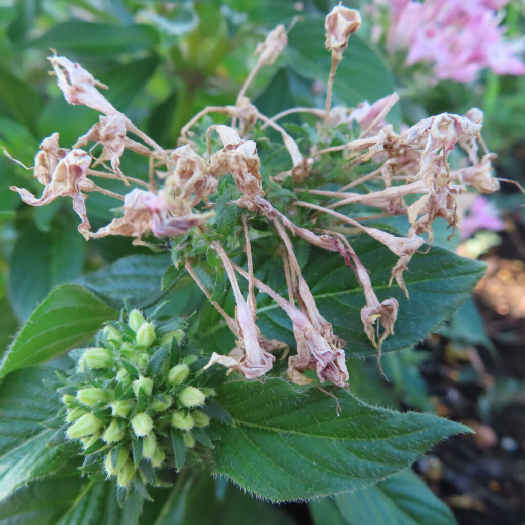 茶色く乾いた細い花が集まる花房の横に、新しい淡緑色のつぼみと緑の葉が見えるペンタスの写真