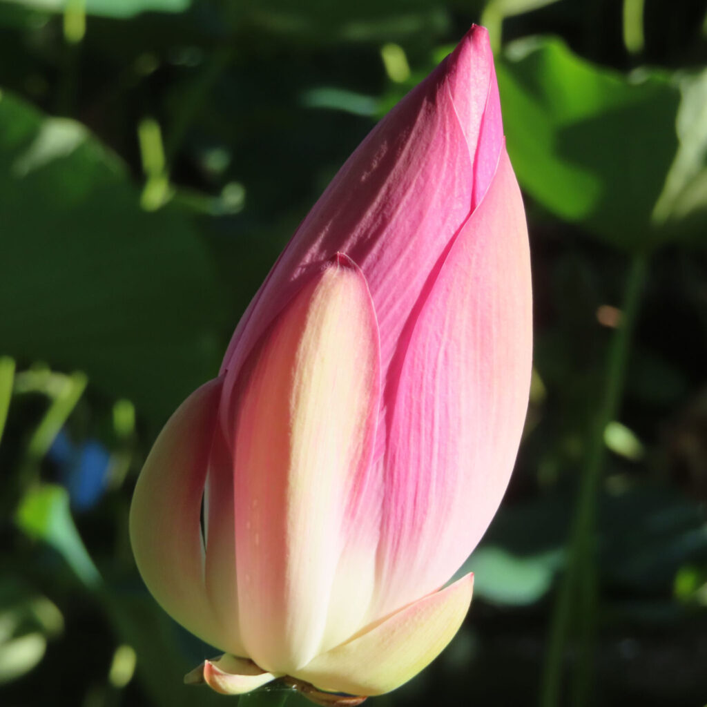 先端が濃いピンク色、根元が淡い白桃色の閉じたハスのつぼみを近くから写し、花弁の縦筋が見える写真