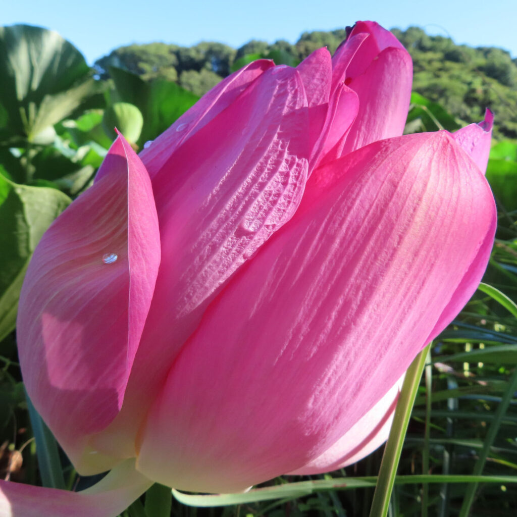 濃いピンク色のハスの花弁がほどけ始め、重なった大きな花弁と縦方向の細かな質感が見える接写