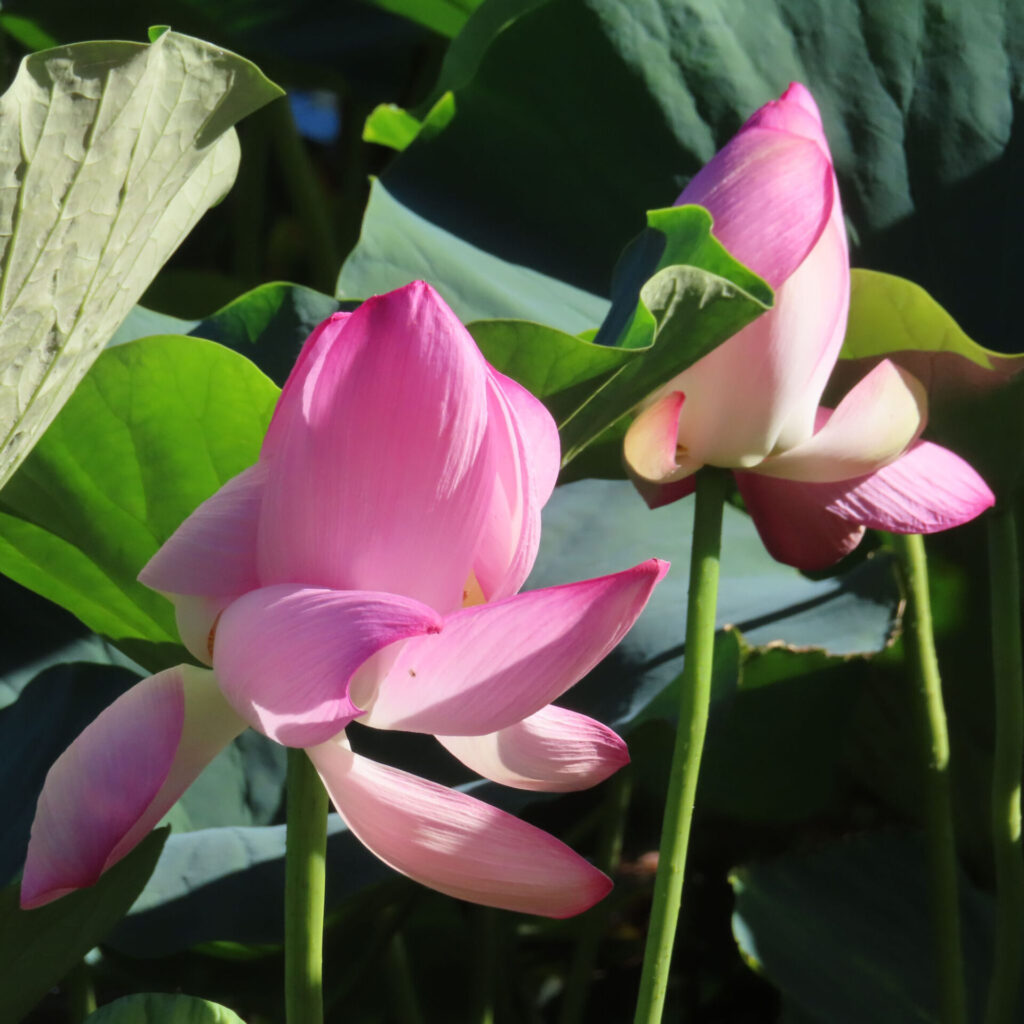 大きな緑の葉の間に二輪のピンク色のハスが長い茎で立ち、左の花が右より開いている様子を写した写真