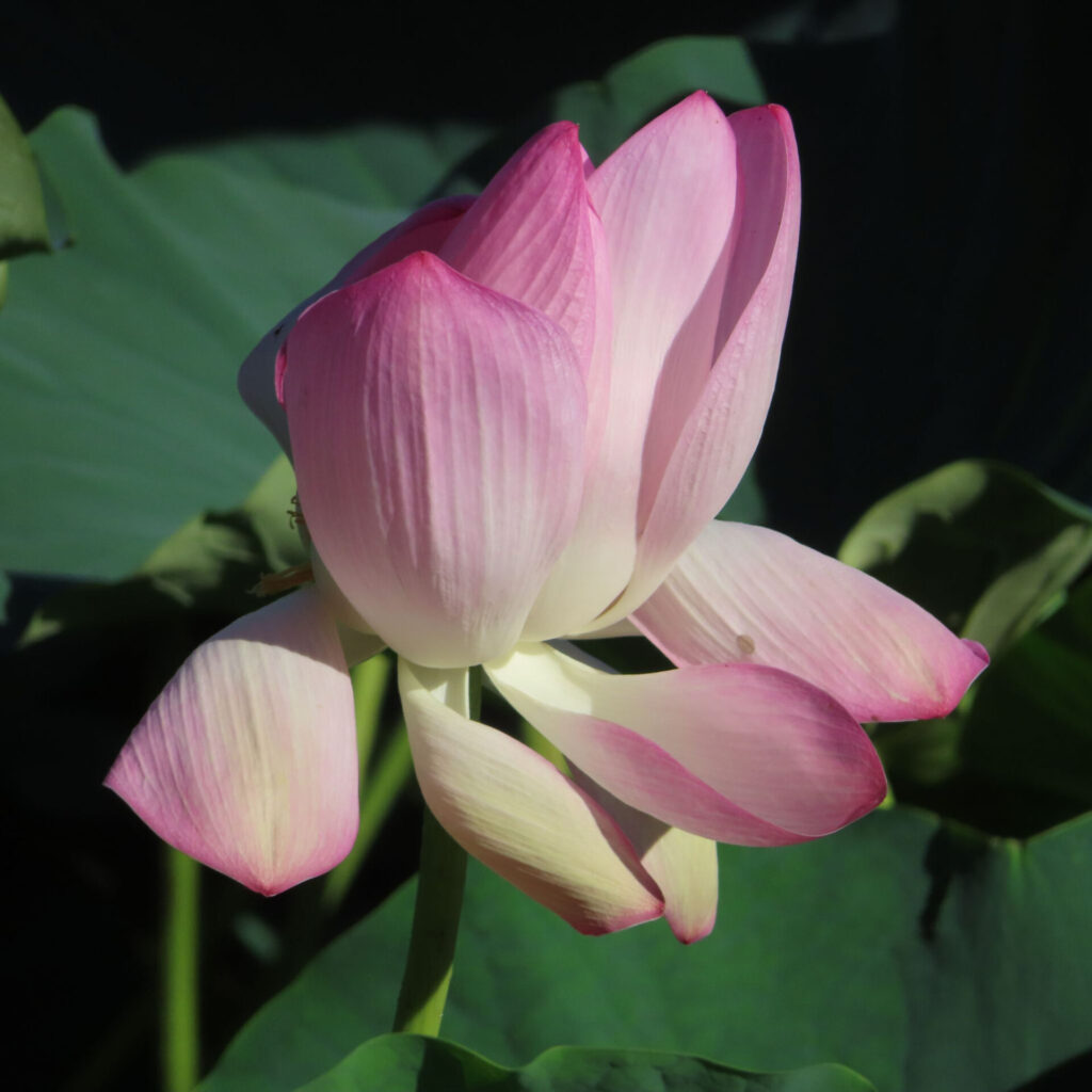 淡いピンク色から白色のハスが開きかけ、外側の大きな花弁を横や下へ広げ、暗い緑の葉を背景にした写真