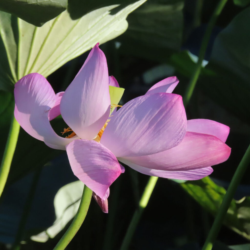 開きかけのピンク色のハスを横から写し、重なる花弁のすき間に黄色い中心部が一部見える写真