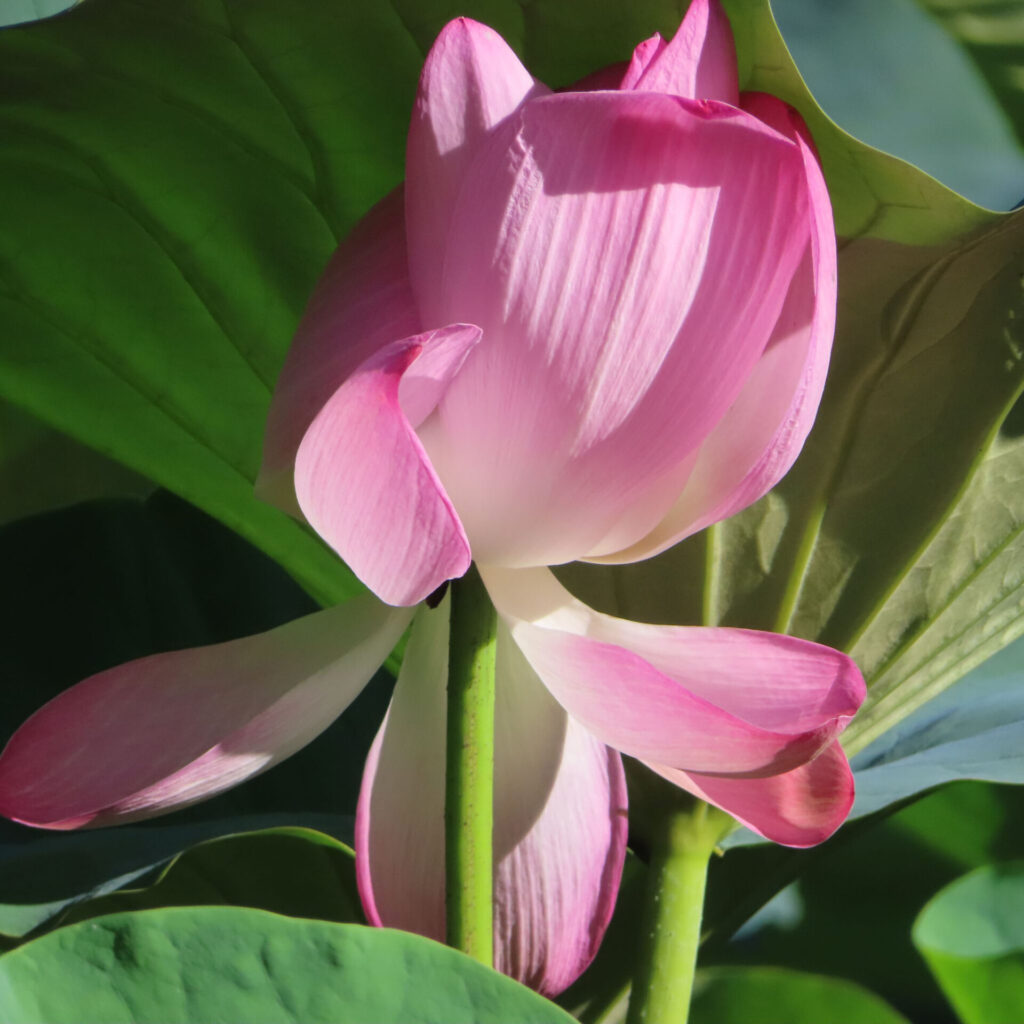 開きかけのピンク色のハスに光と葉の影が重なり、外側の花弁が横や下へ伸びる様子を写した写真