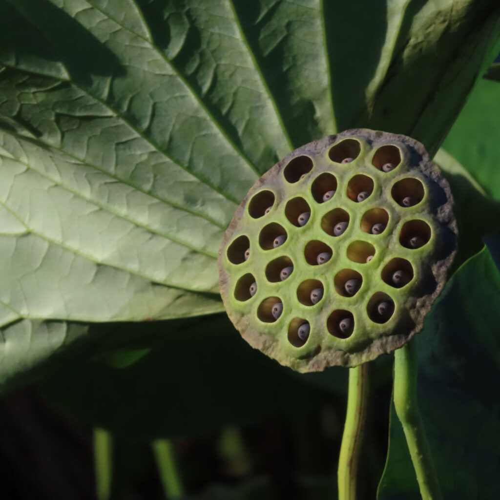 緑色のハスの花托を近くから写し、多数の丸い穴の中に淡い実が見え、縁の一部が茶色くなった写真