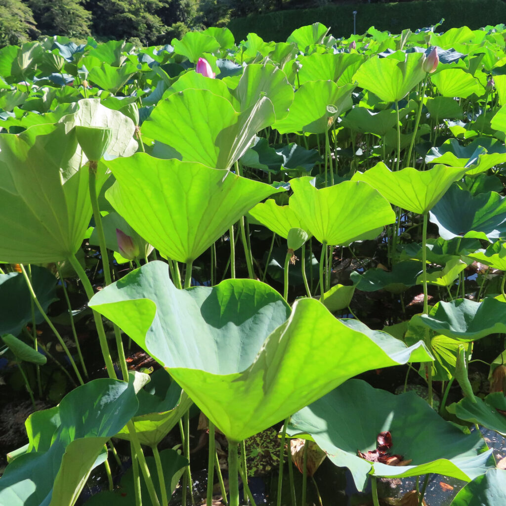 多数の大きな緑のハスの葉が広がり、つぼみと複数の花托が長い茎の先に立つ群生の写真