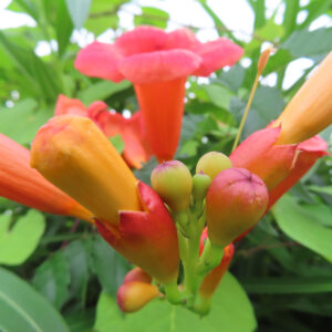 ノウゼンカズラの丸いつぼみから細長い花筒と開花までが一房に並ぶ写真