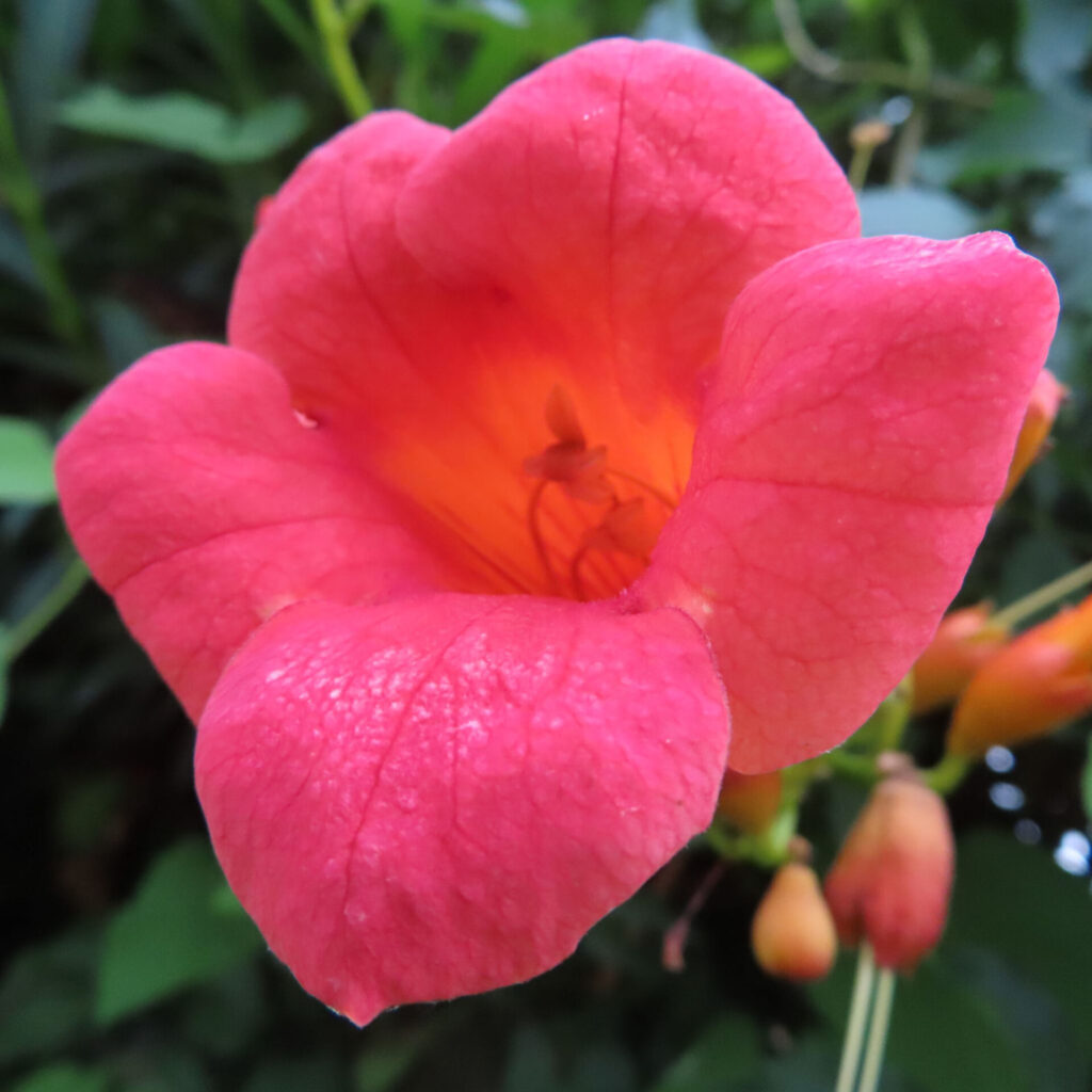 ノウゼンカズラの大きく開いた赤橙色の花と奥の曲がった細い部分