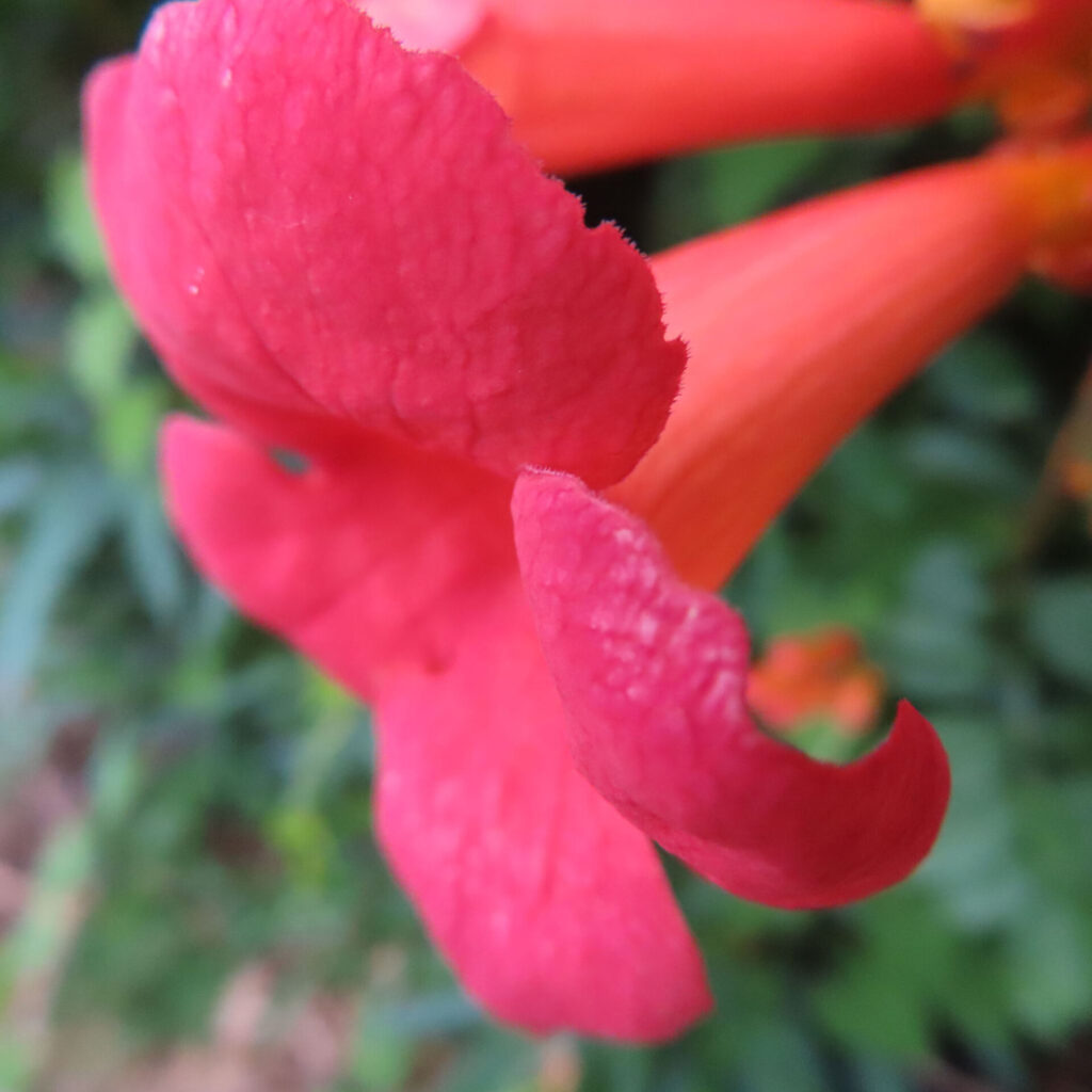 ノウゼンカズラの長い橙色の花筒と反り返る花冠を横から見た写真