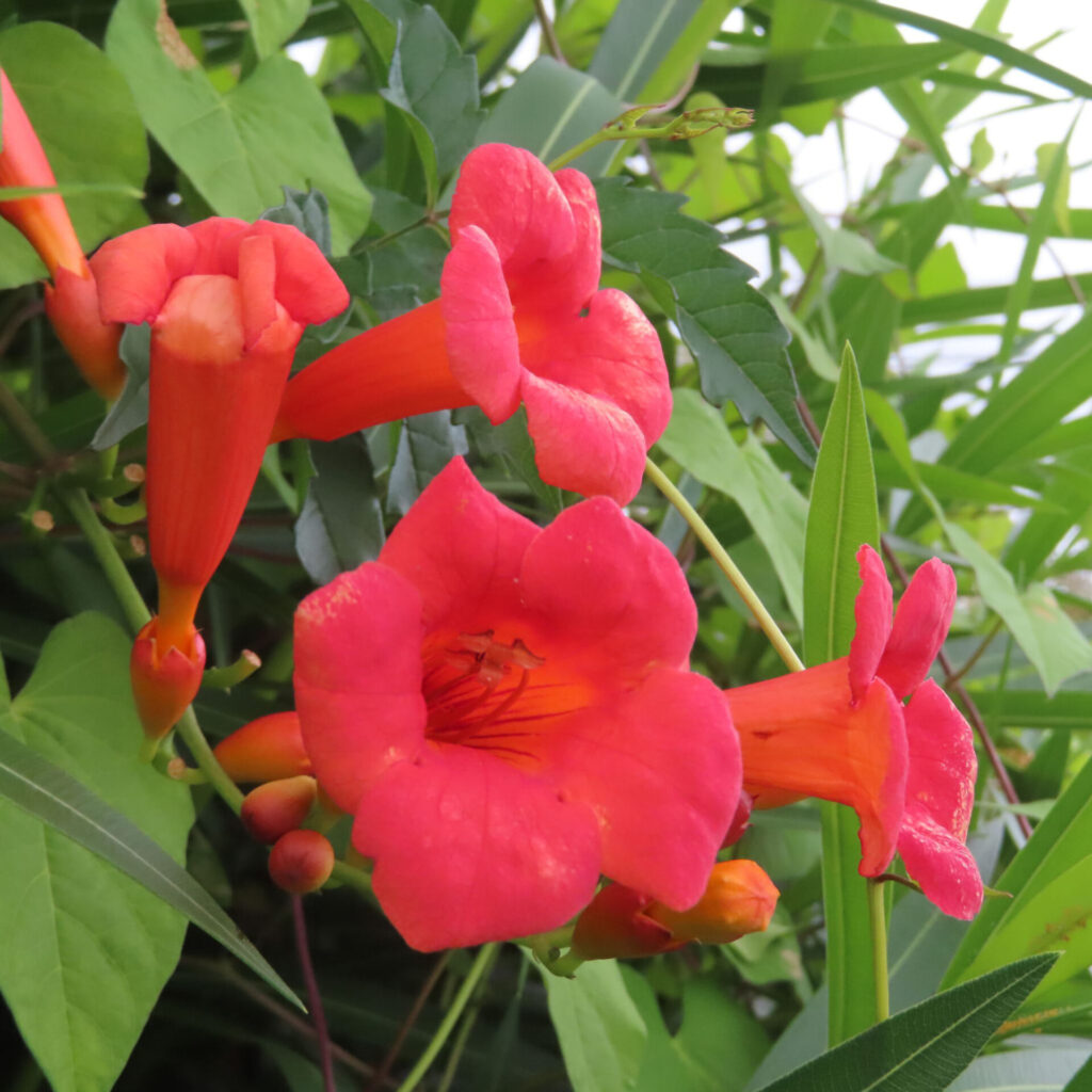 緑の葉の間でノウゼンカズラの赤橙色の花とつぼみが房になる姿