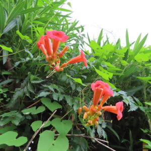 つるを広げたノウゼンカズラに多数の赤橙色の花房が咲く遠景
