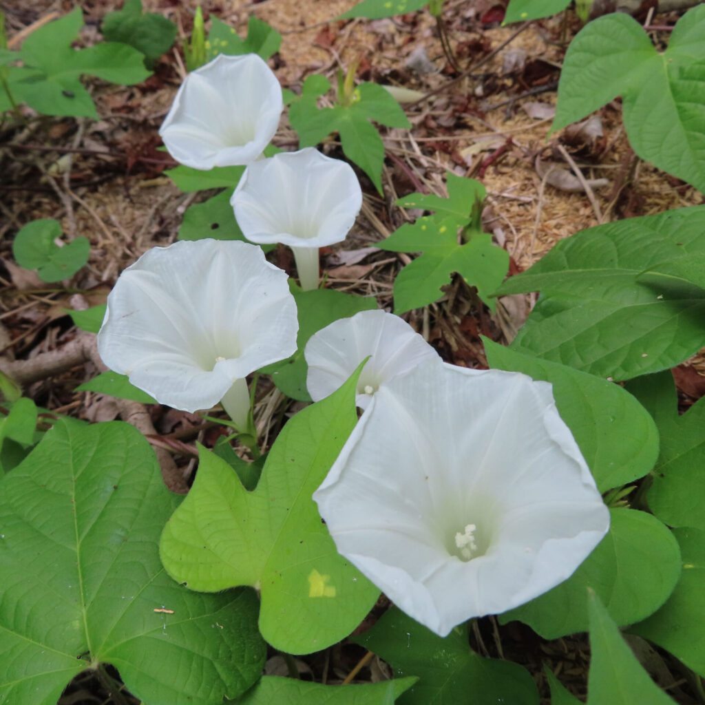 ハート形の緑の葉の間にアサガオの白い花五輪が咲く様子