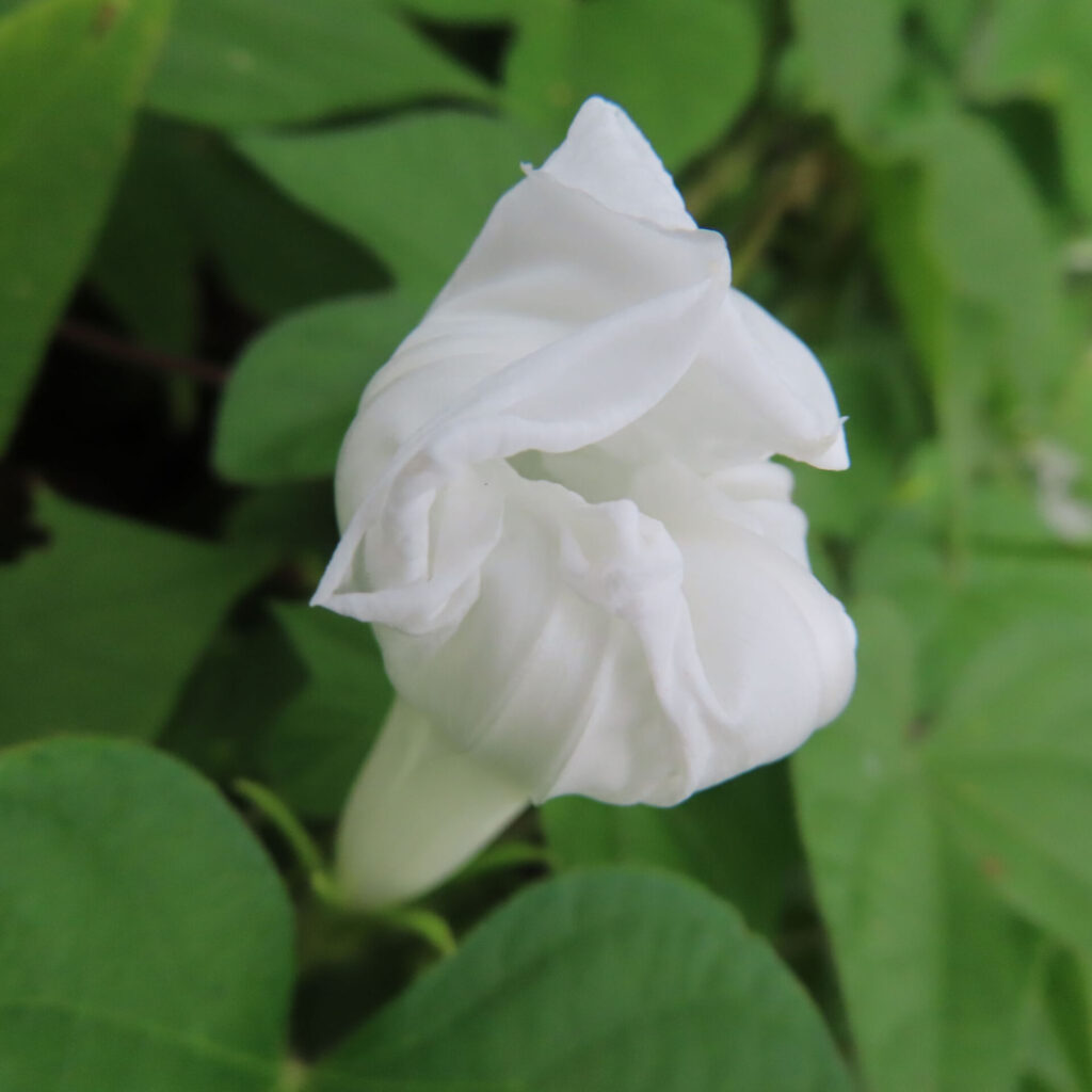 アサガオの白い花冠がらせん状に重なって閉じた姿