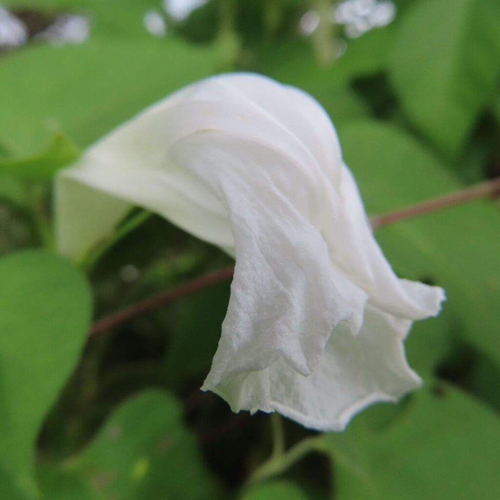 アサガオの白い花冠が長い花筒の先で下向きに折れた姿
