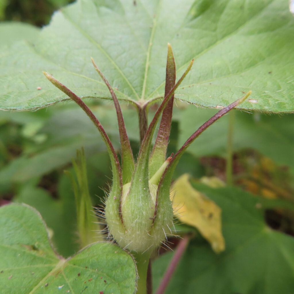 アサガオの毛のある花の付け根と赤みを帯びた細長い萼片の接写