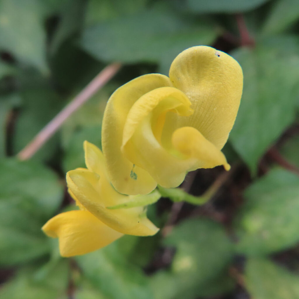 ヤブツルアズキの丸い黄色の花びらと中央の巻いた部分を斜め正面から見た接写