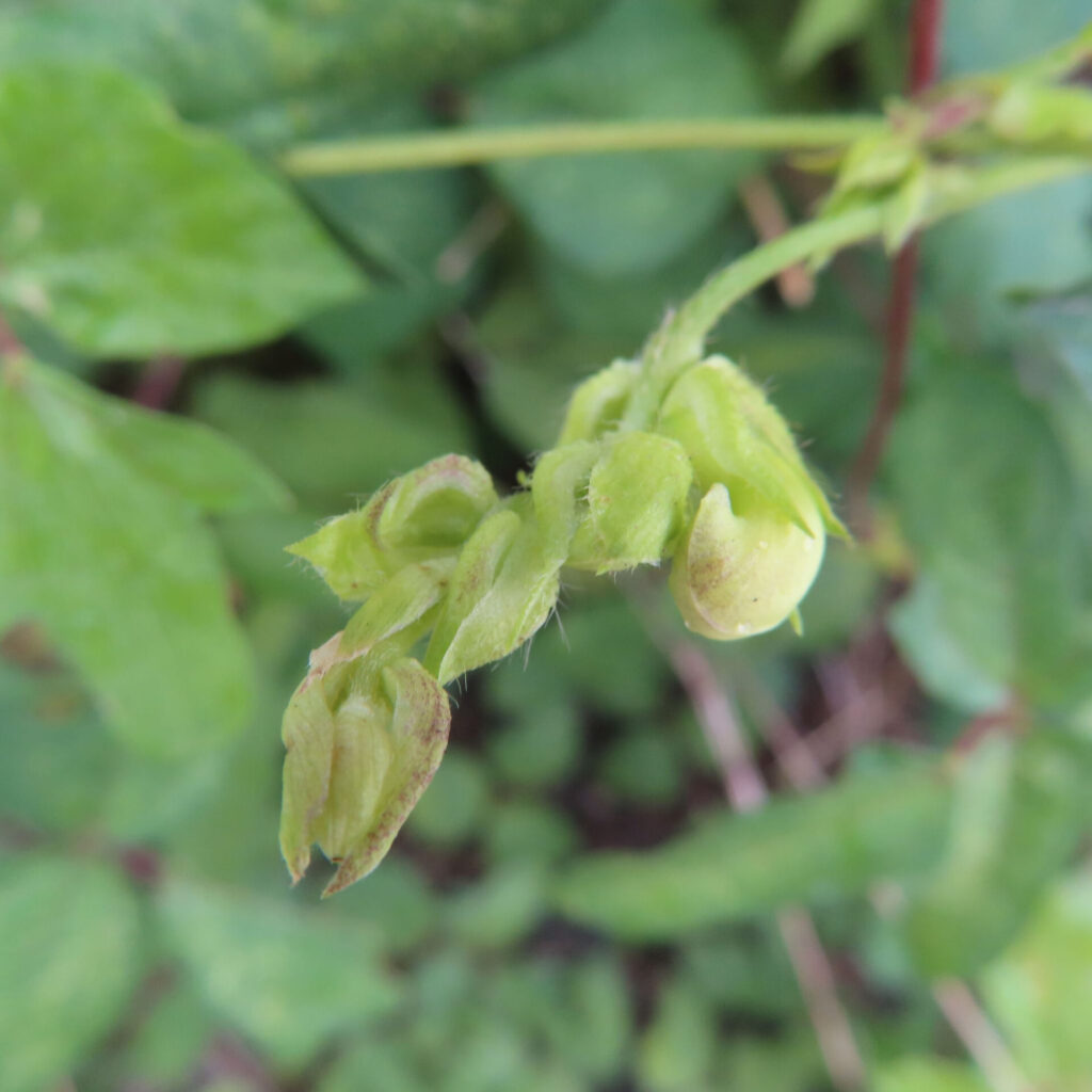 ヤブツルアズキの緑のつぼみの間から淡黄色の花びらがのぞく姿
