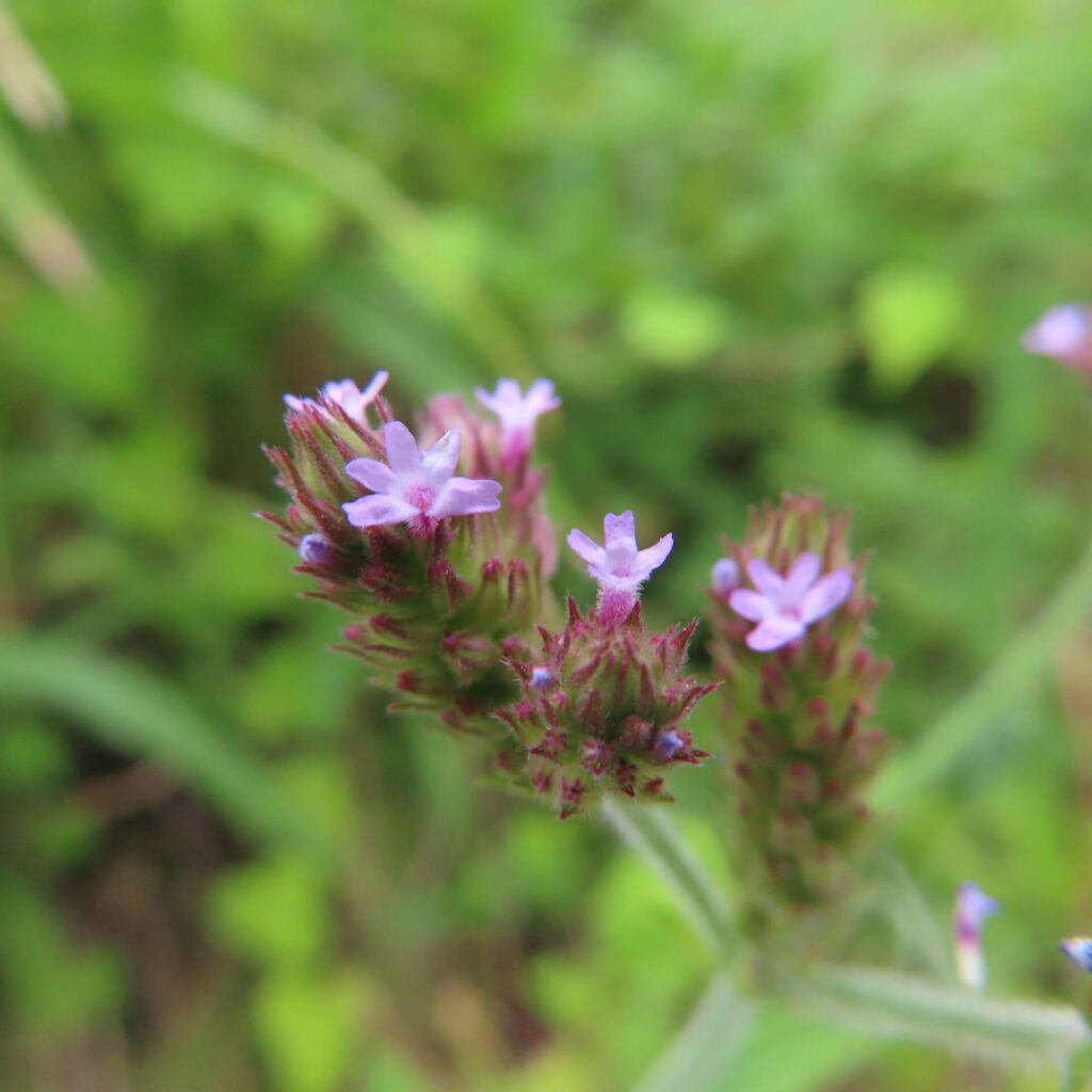 ヤナギハナガサの紫のつぼみが多い複数の花房