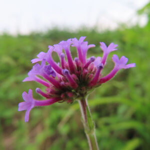 ヤナギハナガサの紫の筒状の小花が横へ伸びる花房の側面