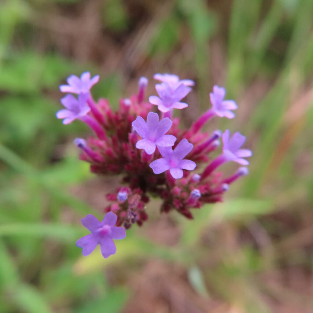 ヤナギハナガサの濃い赤紫のつぼみの間で紫の小花が開く正面写真