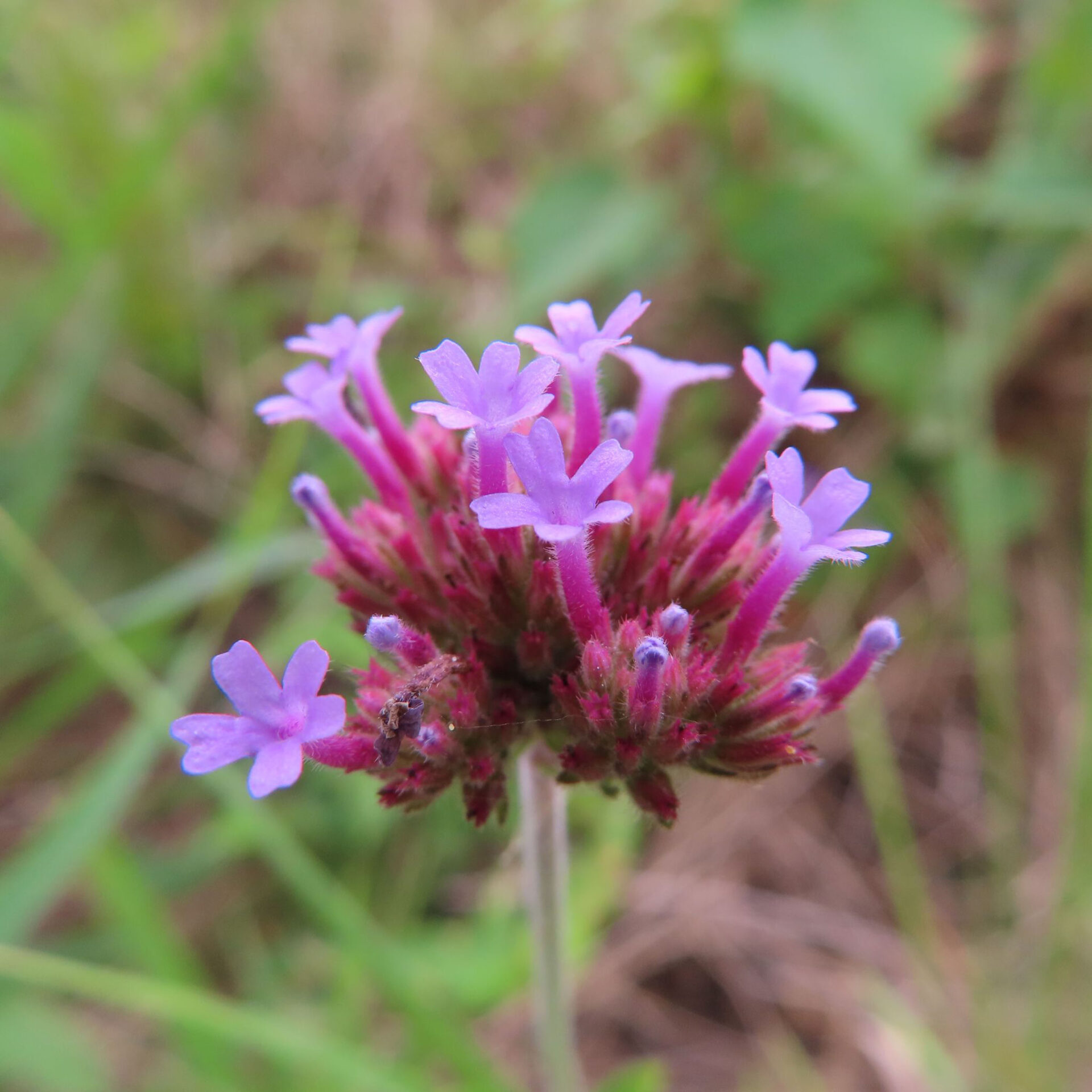 ヤナギハナガサをこの観察日に撮影した写真6