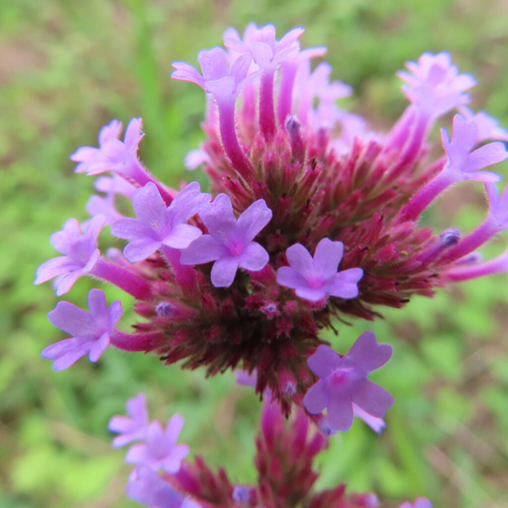 ヤナギハナガサの開いた紫の小花と閉じた細い筒が混じる花房
