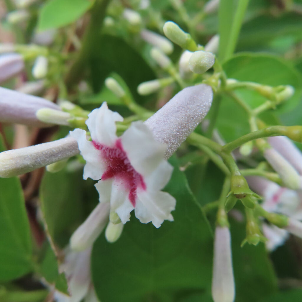 サオトメカズラの白い花を斜めから見た長い淡色の花筒と紅色の中心