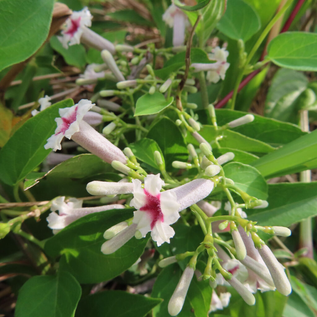 サオトメカズラの白い花と多数の淡色の花筒がつる葉の間に広がる様子