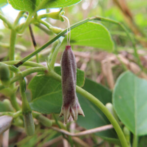 サオトメカズラの褐紫色にしぼんだ花と上へ伸びる二本の淡い糸状部