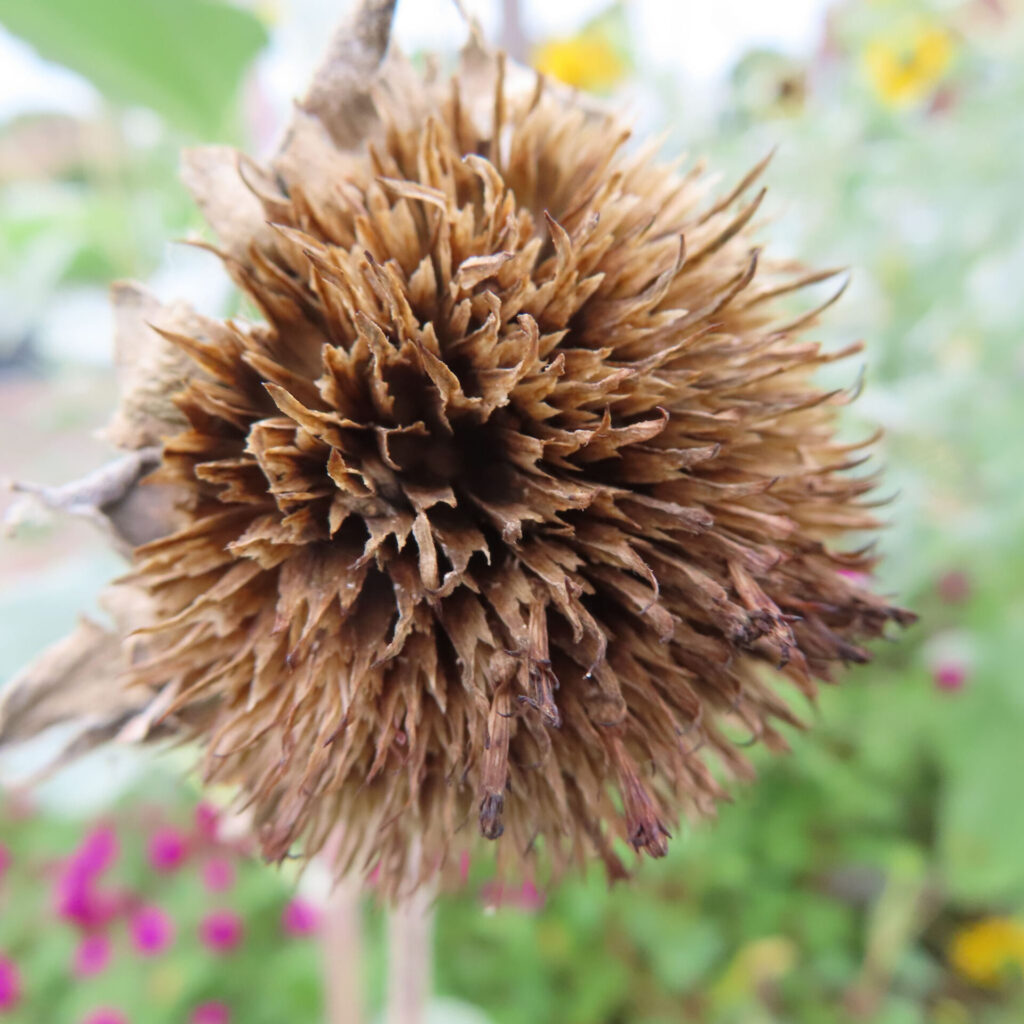 茶色い尖った構造が密に集まるミニヒマワリの乾いた花後の頭部