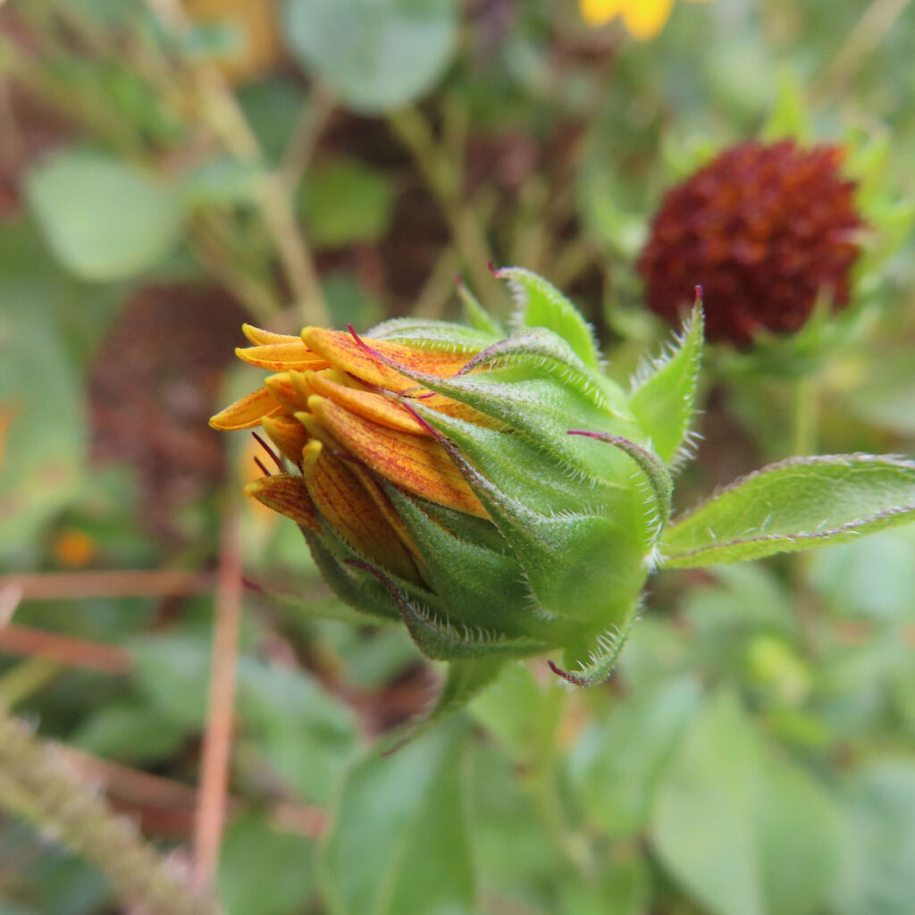 緑の総苞から折り畳まれた橙黄色の花びらがまとまって出るミニヒマワリ