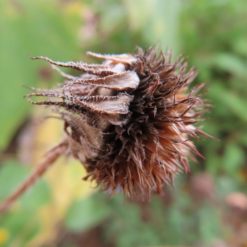 灰褐色の尖った総苞片が重なるミニヒマワリの乾いた花後の横顔