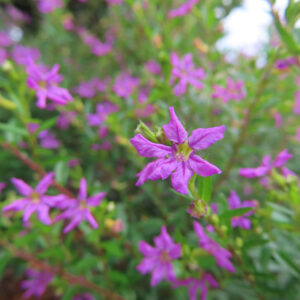細い葉の間で六枚の紫の花びらを開くクフェアの一輪