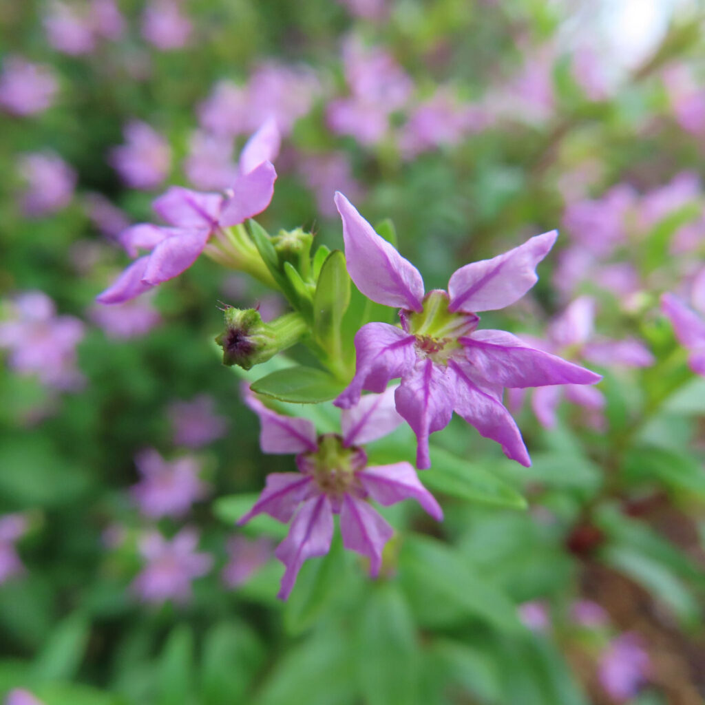 紫の小花と淡い緑の中心を緑の筒状部とともに写したクフェア