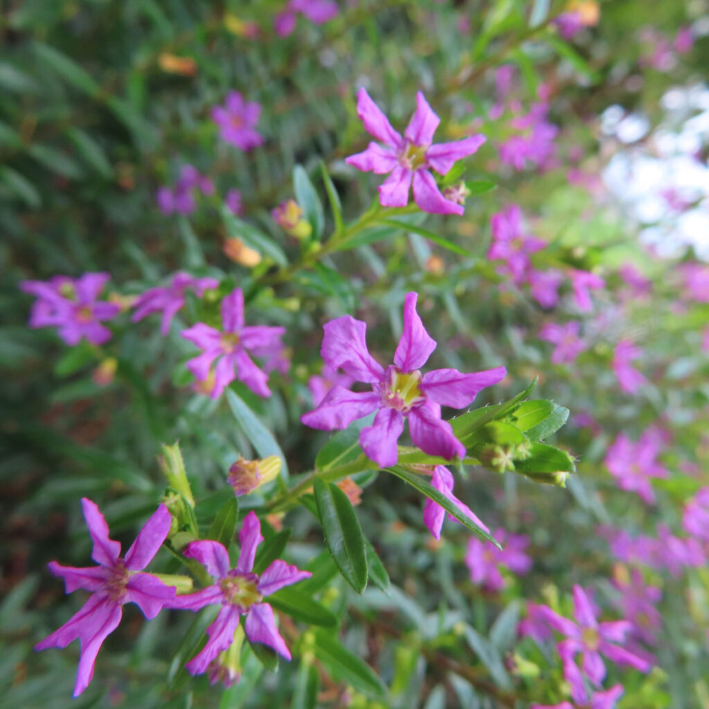 細い葉をつけた枝に紫の小花が点々と咲くクフェアの枝先